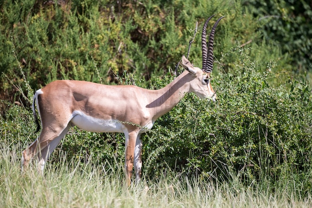 牧草地のカモシカの在来種