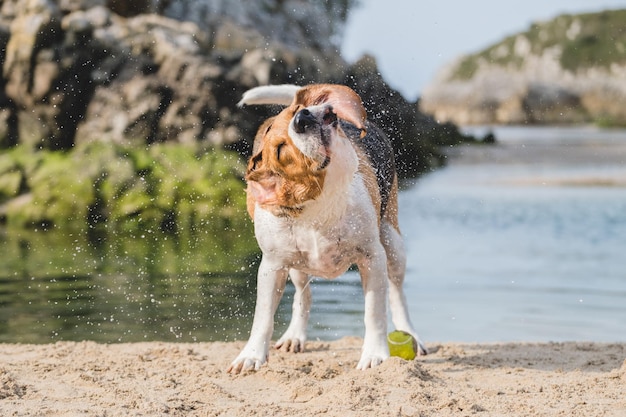 Foto natte beagle die met een tennisbal op het strand speelt