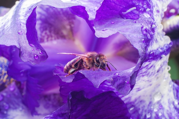 Natte bij verbergt zich in een grot van paarse iris bloemblaadjes druppels op bloemblaadjes zachte focus