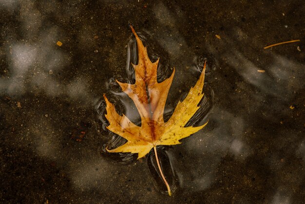 Natte bladeren. Herfstbladeren op de stoep. Gouden herfst