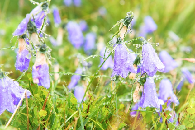 Natte blauwe bloemen bluebells met waterdruppels op het groene veld. Macro-opname