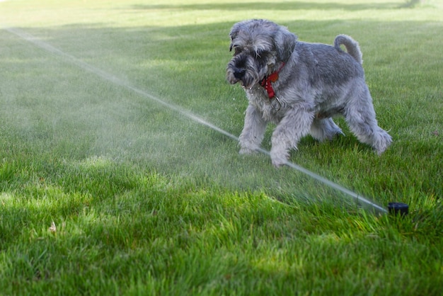 Natte blije huisdier schnauzer hond puppy spelen met water drinken uit sprinkler in een warme dag