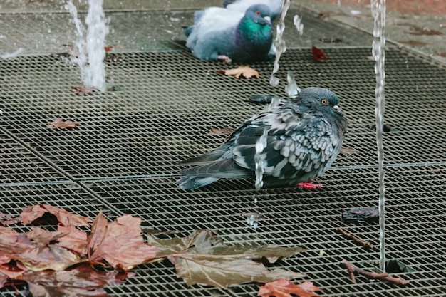 Natte duiven baden in de herfst in de stadsfontein.