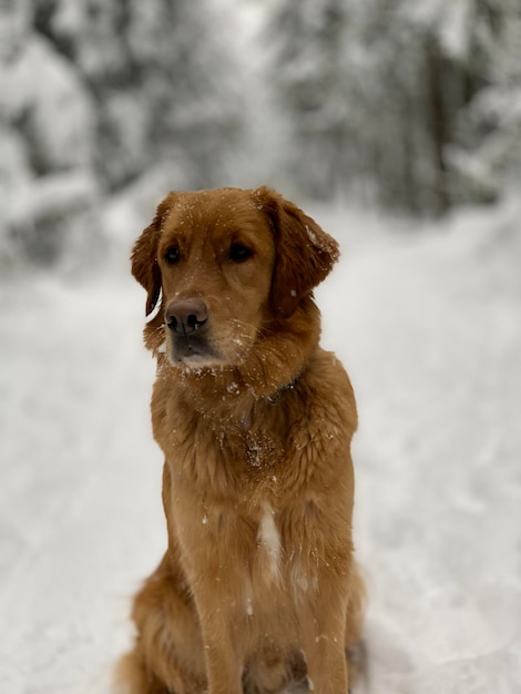 Natte gemberhond zit en kijkt rond in een prachtig besneeuwd bos