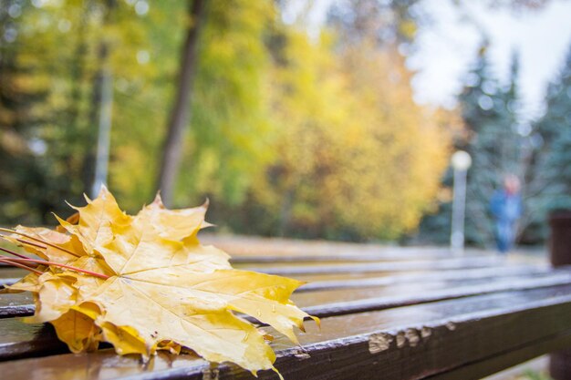 Natte gouden gevallen esdoornbladeren met waterdruppels op een bruine houten brench in het herfstpark