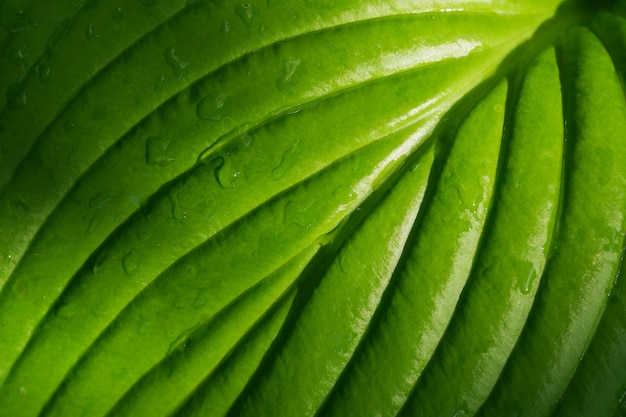 Foto natte groene blad dichte omhooggaand
