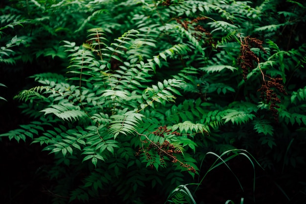 Natte groene bladeren en roodachtige toppen van sorbaria sorbifolia. Aardachtergrond met jong schizonotusclose-up. Fris levendig groen met exemplaarruimte. Mooie twijgen met helder groen blad met dauw.