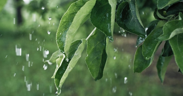 Natte groene bladeren regenseizoen laat boombladeren vallen