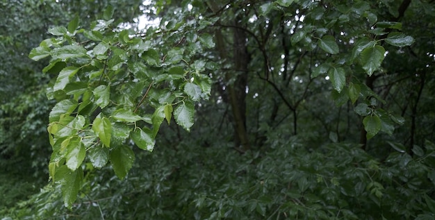 Natte groene bladeren tijdens een regenbui