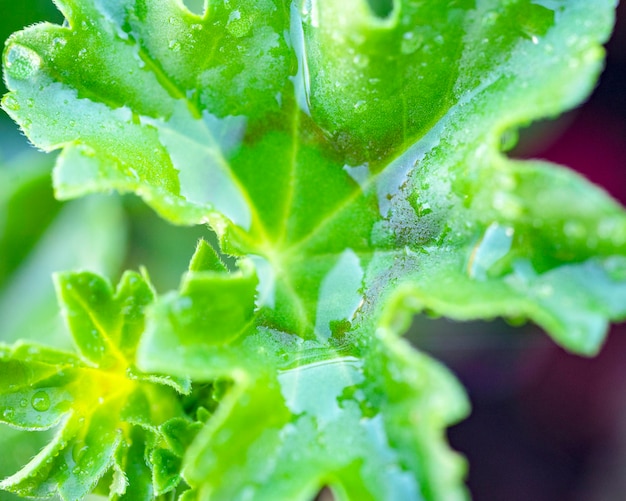 natte groene bladeren