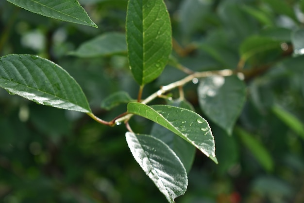 Natte groene kersenbladeren