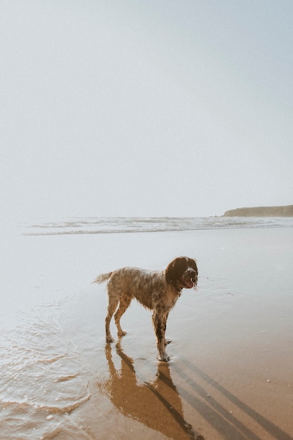 Natte hond geniet van het strand