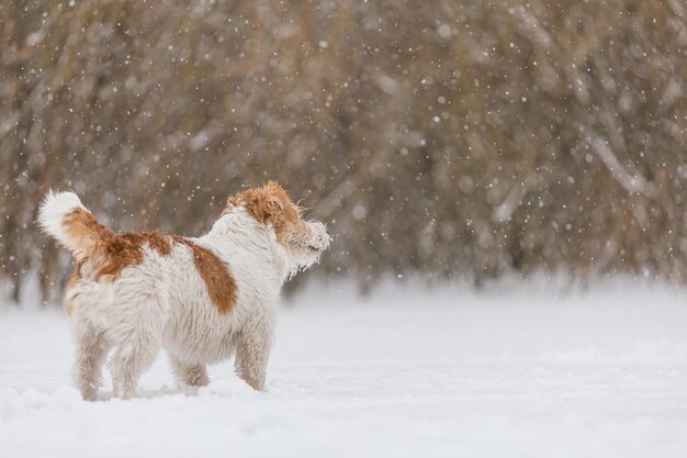 Natte hond staat in het bos in de winter Wirehaired Jack Russell Terrier in het park voor een wandeling Sneeuw valt tegen de achtergrond van het dier Nieuwjaarsconcept