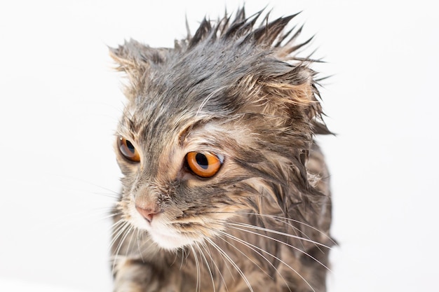 Natte kat na een douche of een bad