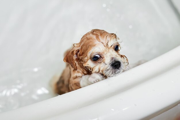 Natte Maltipoo-puppy tijdens het baden in de badkamer