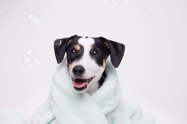 Natte puppy van Jack Russell Terrier na bad gewikkeld in een handdoek. Net gewassen hond.