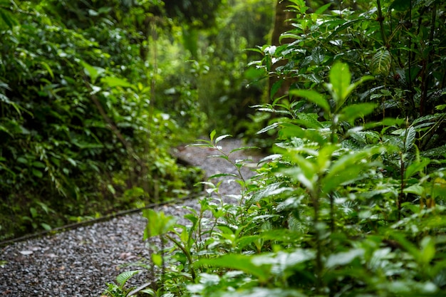 Natte weg in regenwoud na regen