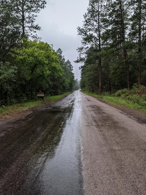 Foto natte weg te midden van bomen in het bos