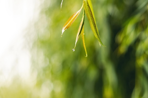 Natte wilgentak met groene bladeren in de regen