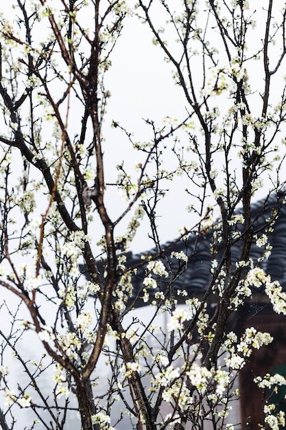 Natte witte bloemen van kersenboom en landhuis