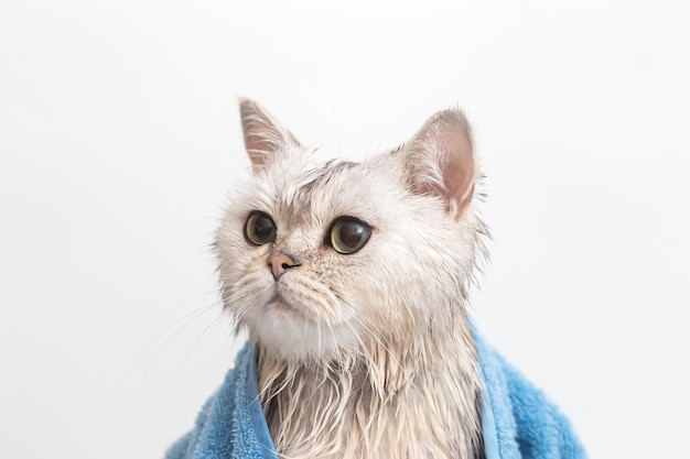 Natte witte kat na het baden gewikkeld in een blauwe handdoek