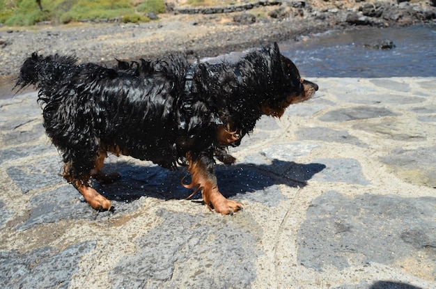 Natte zwarte hond