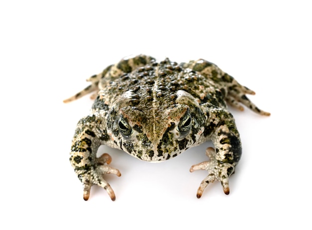 Natterjack toad in studio