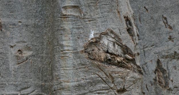 natual textured wooden surface