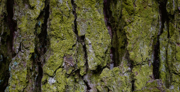 natual textured wooden surface