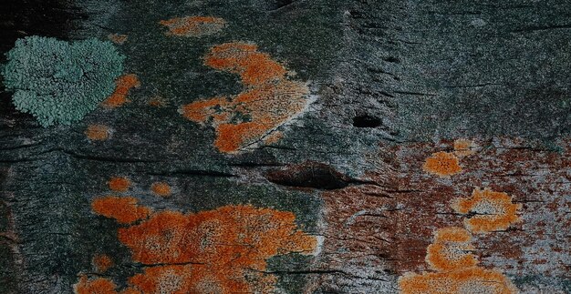 natual textured wooden surface