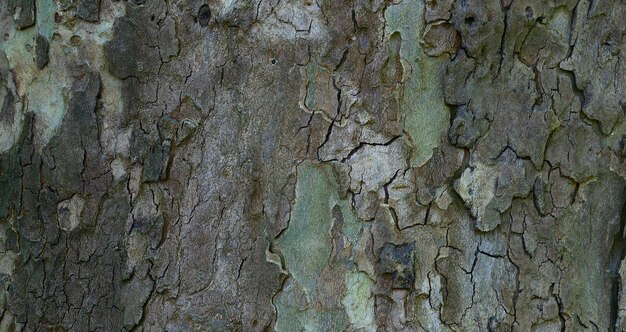 natual textured wooden surface