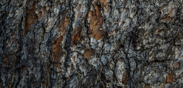 natual textured wooden surface