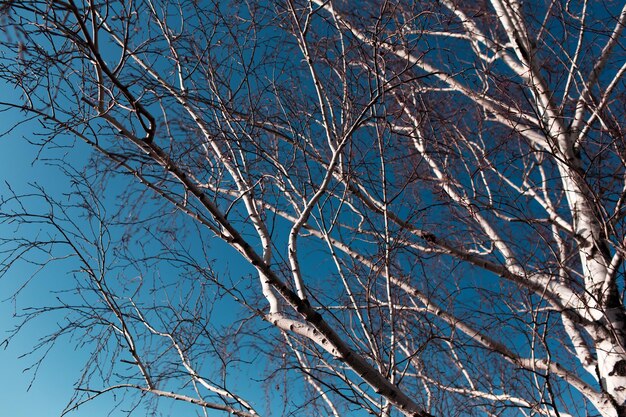 Natural abstract background view of birch tree branches