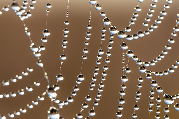 Photo natural abstract background with sparkling water drops on a spider web.