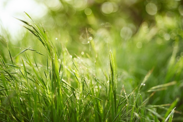 Natural abstract soft green defocused sunny background with grass and light spots. Spring easter backdrop with copy space