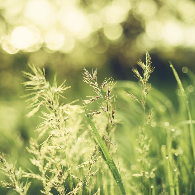 Natural abstract soft green summer eco sunny background with grass and light spots in vintage hipster style