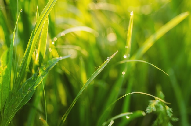 Natural abstract soft green sunny background with grass and light spots