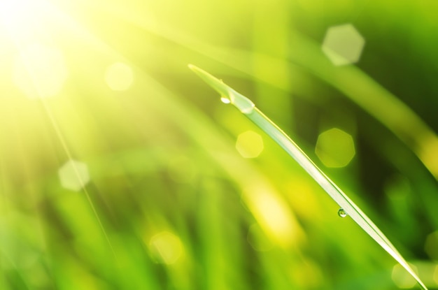 Natural abstract soft green sunny background with grass and light spots