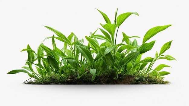 Natural aloe vera plant isolated on transparent background