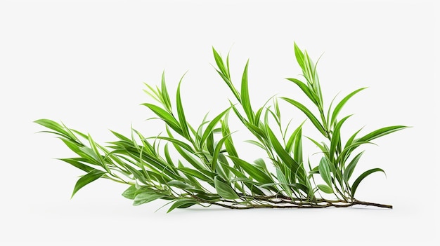 Natural Aloe Vera Plant Isolated on Transparent Background