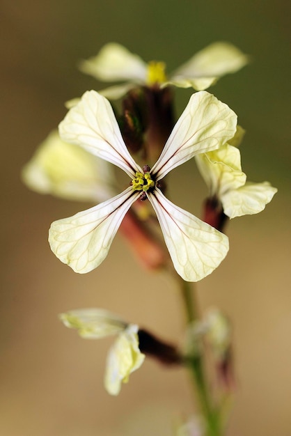Фото Натуральные и полевые цветы - eruca vesicaria.