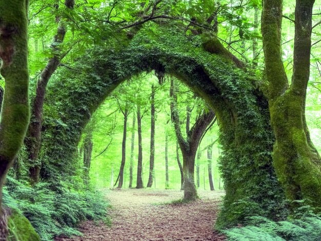 Natural archway shaped by branches in the forest