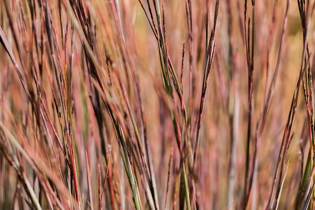 Естественный осенний фон. Абстрактный фон из сушеных декоративных трав
