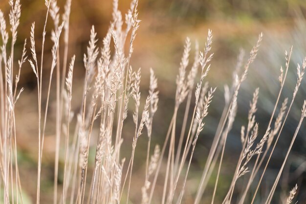 Sfondo autunnale naturale. fondo astratto delle erbe ornamentali secche