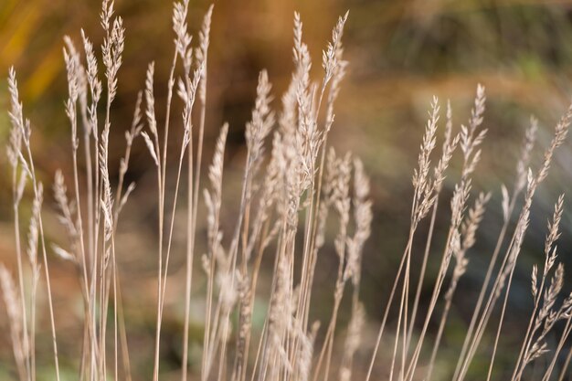 Natural autumn background. Abstract background of dried ornamental herbs