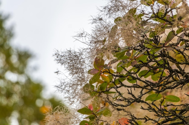 Natural autumn background. Branches of the scumpia close-up