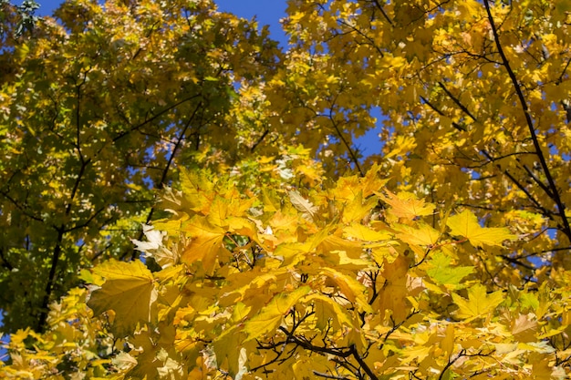 Natural autumn background. Close-up on tree branches with yellow leaves.