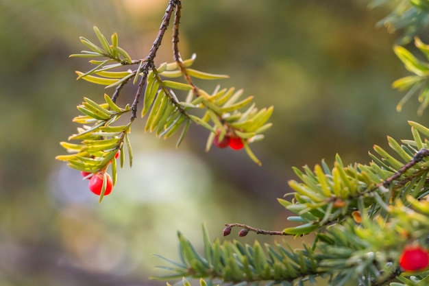 Natural autumn background. green branches of a yew tree with\
red berries close-up on a bokeh