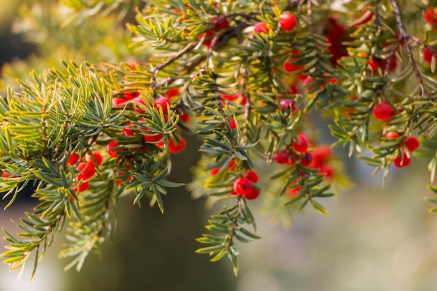 Natural autumn background. Green branches of a yew tree with red berries close-up on a bokeh