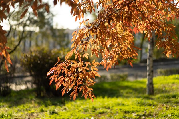 オレンジ色の葉の自然な秋の背景